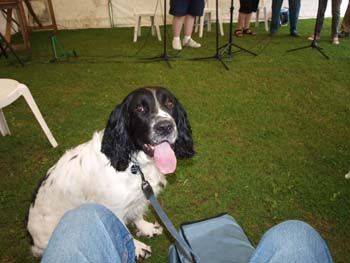 dog audience